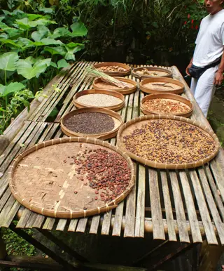 Kaffeeplantage im Hochland Zentraljavas